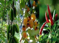 Xát lá thị, ớt lên ghế: Thầy giáo phải bỏ tiết dạy