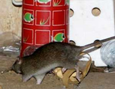 TP.HCM: Phát hiện chuột cống mang virus gây suy thận