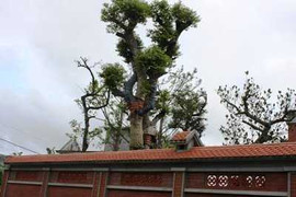 Kết luận về khu vườn con trai Bí thư Hải Dương