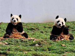 Gấu trúc trở về nhà sau 4 năm di cư vì động đất