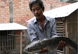 Đổ xô đi xem cá lóc nặng 6kg