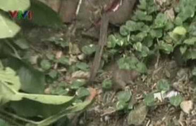 Chuột mang bệnh gây tử vong hoành hành ở Sài Gòn