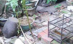 Hà Nội: 3 bệnh nhân nhập viện do chuột cắn