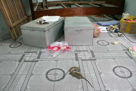 Tận mắt xem lũ chuột 'oanh tạc' cuộc sống sinh viên