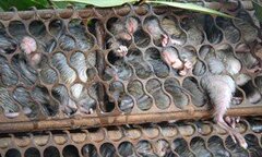 Bắt chuột để ăn, chuột cắn sốt li bì