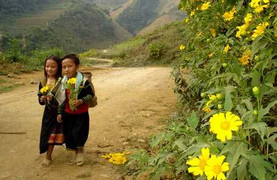 Ẩn mình chốn rừng hoang để đoạn tuyệt “ả phù dung”