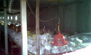 Gà nguyên liệu KFC nuôi siêu tốc 45 ngày, chứa độc tố