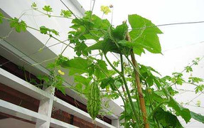 Nhà giàu Hà Nội 'thâm canh' trên biệt thự