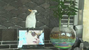 Vẹt hát và nhảy Gangnam Style