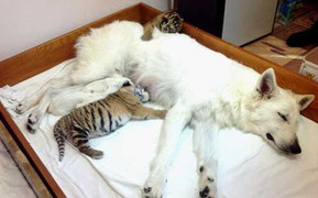 Chó làm mẹ nuôi của hổ