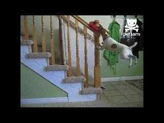 Chú chim chán sống