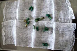 Ông lão có gần trăm con dòi trong mũi