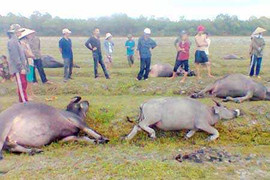 Hãi hùng con kênh liên tục bị sét đánh ở Long An