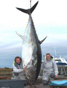 Liên hoan phim Quốc tế Hà Nội: Xấu hổ vì phim Việt