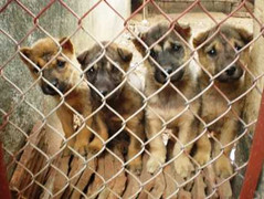 Chó mèo 'chính chủ': Người dân và chính quyền băn khoăn