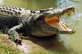 Đi bơi, cậu bé 12 tuổi bị cá sấu ăn thịt