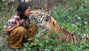 Chuyện lạ về người làm bạn với chú hổ nặng gần 200kg