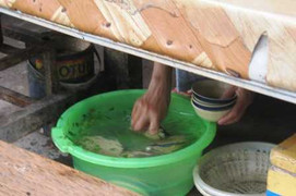 Đặc sản của học trò: Vừa ăn vừa nhặt lông