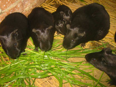 Vạch trần thủ đoạn thổi giá chồn nhung đen