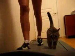 Mèo cũng nỗ lực để trở thành... siêu mẫu