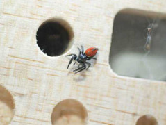 Kì lạ chú nhện ở Mỹ đi du hành vũ trụ