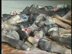 Rùng mình trước 30 tấn chân trâu, bò bốc mùi hôi thối
