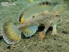 Loài cá lạ di chuyển bằng chân