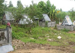 Đào tung mồ mả săn tìm quan tài gỗ sưa