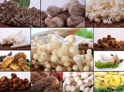 Phát hiện loại nấm chữa ung thư