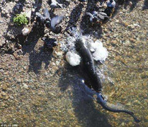 Kinh ngạc cá trê lao lên bờ bắt chim bồ câu