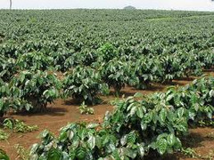 Bắt kẻ sát hại anh ruột rồi tổ chức mai táng phi tang