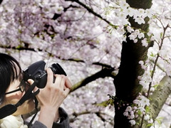 Nhật Bản trồng 1.000 cây hoa anh đào cho Hà Nội