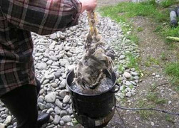 Vặt lông gà, vịt kiếm bạc triệu