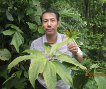 Ông vua thuốc Nam trên dãy Hoàng Liên