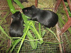 Chồn nhung đen đa cấp, quan chức huyện: 'Dân nuôi chui'