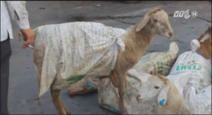 TP.HCM: Xe tải lật nhào, 50 con dê tràn ra phố