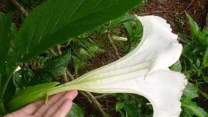 Thuốc thôi miên 'hơi thở của quỷ' có ở VN?