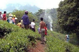 Hải Phòng: Thi thể phụ nữ chết bí ẩn trên đồi chè