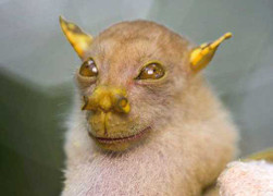 Phát hiện loài mới ở Việt Nam: Sinh vật nhỏ mặt quỷ