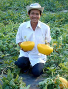 Dưa hấu thỏi vàng, Mercedes-Benz giá bạc triệu