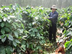 Công nhân hái cà phê sát hại chủ đồn điền