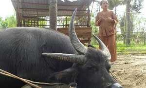 Lạ kỳ con trâu 3 sừng và trâu…lùn nhất thế giới?