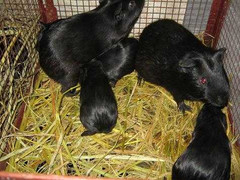 Nuôi chồn nhung đen đa cấp, Cục Chăn nuôi vào cuộc