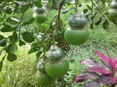 Đột nhập vườn 'đúc' bưởi hồ lô khắc chữ Tài Lộc