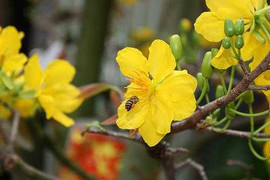 Bình Định: Mai đồng loạt nở sớm