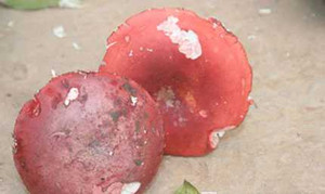 Trắng đêm săn 'thần dược' cho phụ nữ