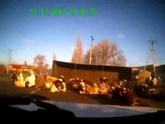 Xe tải lật nhào, hàng chục chú bò tràn ra phố