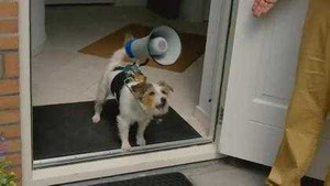 Chú chó dùng mic và loa để trông nhà