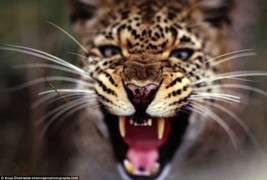 Ngôi đền ngàn tuổi và chiếc ấn thiêng bị đánh cắp