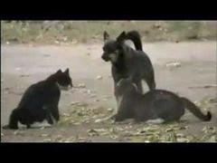 Clip cực ngộ: Đôi mèo 'tử chiến', chó ra mặt can ngăn